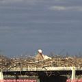 18_00-mast.jpg