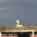 18_05-mast.jpg