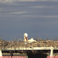 18_15-mast.jpg