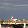 18_20-mast.jpg