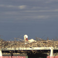 18_25-mast.jpg