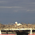 18_30-mast.jpg