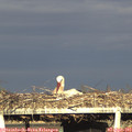 18_35-mast.jpg