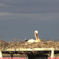 18_45-mast.jpg