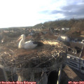18_50-nest.jpg