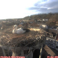 18_55-nest.jpg
