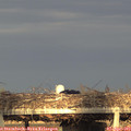 19_15-mast.jpg