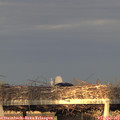 19_20-mast.jpg