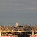 19_25-mast.jpg