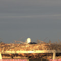 19_30-mast.jpg