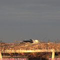 19_45-mast.jpg