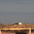 19_50-mast.jpg