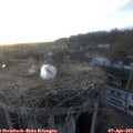 19_55-nest.jpg