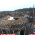 06_45-nest.jpg