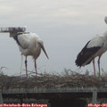 06_50-mast.jpg