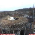 06_50-nest.jpg