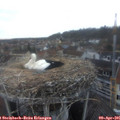 07_15-nest.jpg