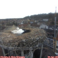 07_20-nest.jpg