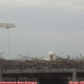 07_30-mast.jpg