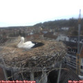 07_35-nest.jpg