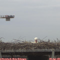 07_40-mast.jpg