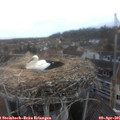 07_40-nest.jpg