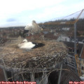 07_50-nest.jpg