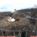07_55-nest.jpg