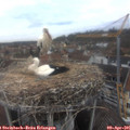 08_00-nest.jpg