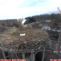 08_05-nest.jpg