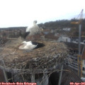 08_10-nest.jpg