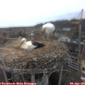 08_15-nest.jpg