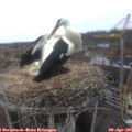 08_20-nest.jpg