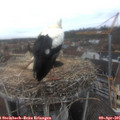 08_25-nest.jpg