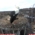 08_30-nest.jpg