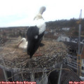 08_35-nest.jpg