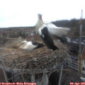 08_40-nest.jpg