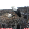 08_45-nest.jpg