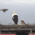 08_50-mast.jpg