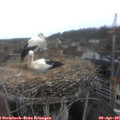 08_50-nest.jpg
