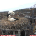 08_55-nest.jpg