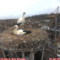 09_00-nest.jpg