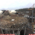 09_05-nest.jpg