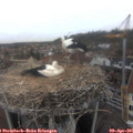 09_10-nest.jpg