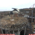 09_15-nest.jpg