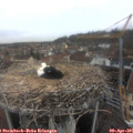 09_25-nest.jpg