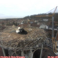 09_30-nest.jpg