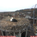 09_35-nest.jpg