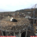 09_40-nest.jpg