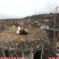 09_45-nest.jpg